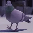 pigeonPls