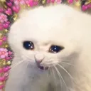 aaa