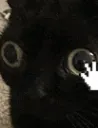 jinx