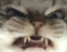 angycat angycat