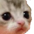 sadCat sadCat