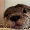cuteOtter cuteOtter