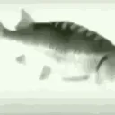 an_fish an_fish