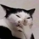 kitty_giggle