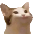 catnod catnod