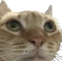 catgaze