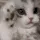 tj_cutecat tj_cutecat