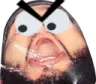 enzo_nrv