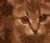 cutieangrycat