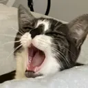 ahhhhJingles