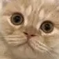 GoronyanCat56