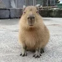 Capibara
