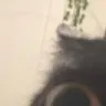 jinx1 jinx1
