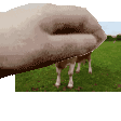 pat_cow Discord emoji