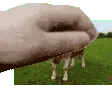 pat_cow