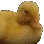 smh_duck
