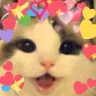 lovecat lovecat