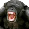 ApeOnDisplay