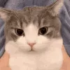 dimdenfastsquish