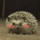 erizochan Discord emoji