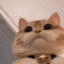 webcat Discord emoji