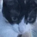 bubbycat_confused
