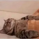 cattosleeper cattosleeper