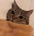 hallo hallo
