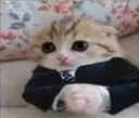 kot_