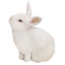 t_bunn Discord emoji
