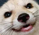 Goobert Goobert