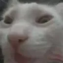pog pog