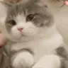 ch_dimdenpet ch_dimdenpet