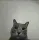 funnycat funnycat