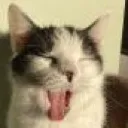 pipyawn pipyawn
