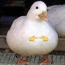 DuckCurious