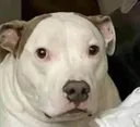 bruh