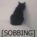 sobbing_cat