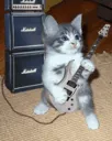 guitarcat