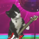 rockandrollcat