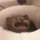 aves_catcry