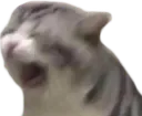 catScream Discord Emoji
