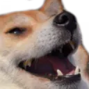 shiblaugh