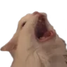 KenoDamnPauvre
