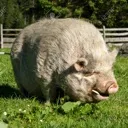 TTTpig
