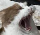ziggyscreach