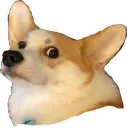 EinDoge
