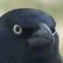 CrowOfJudgement CrowOfJudgement