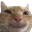catSmile