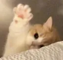 animal_Hi_FSoftware animal_Hi_FSoftware